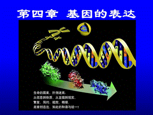 正式第四章基因的表达.ppt