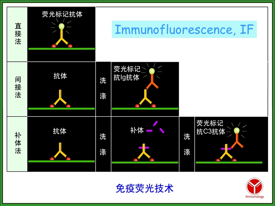 医学免疫学实验课件.ppt_第3页