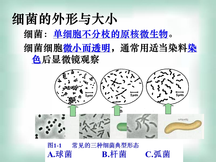 微生物的实验室培养.ppt_第3页