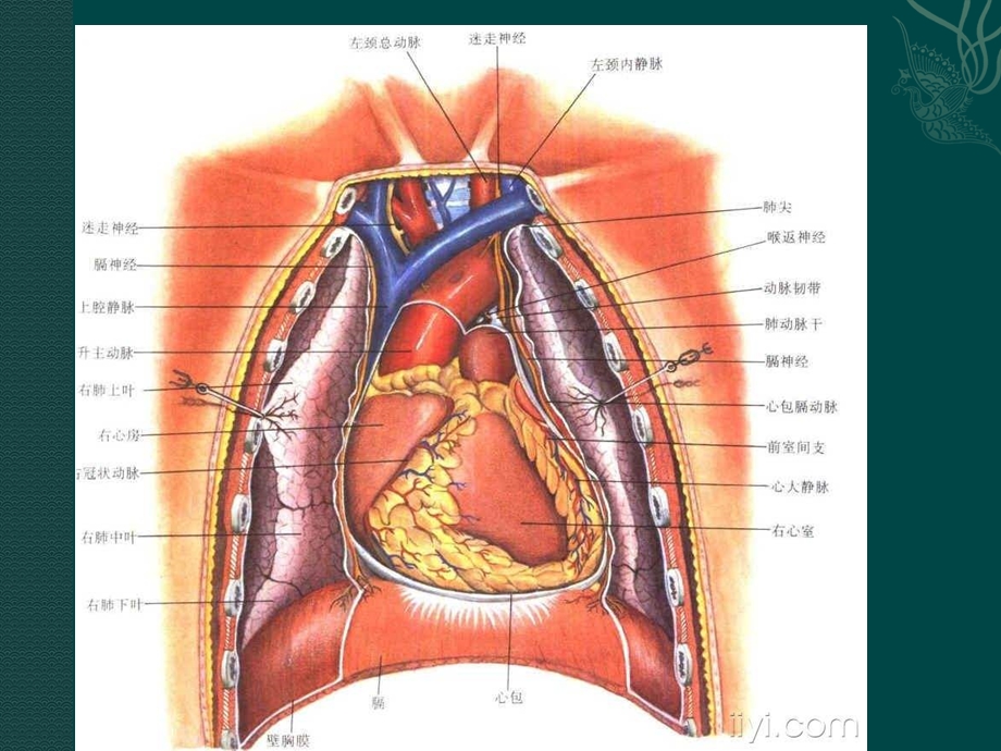 胸痛的规范化评估与诊断.ppt_第3页