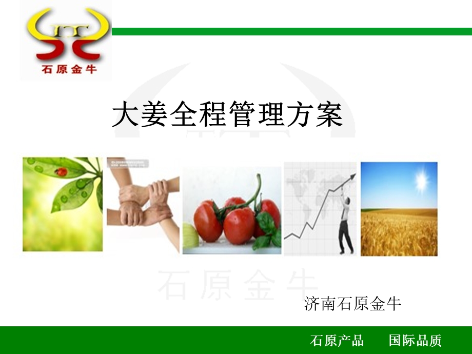 大姜全程管理方案.ppt_第1页