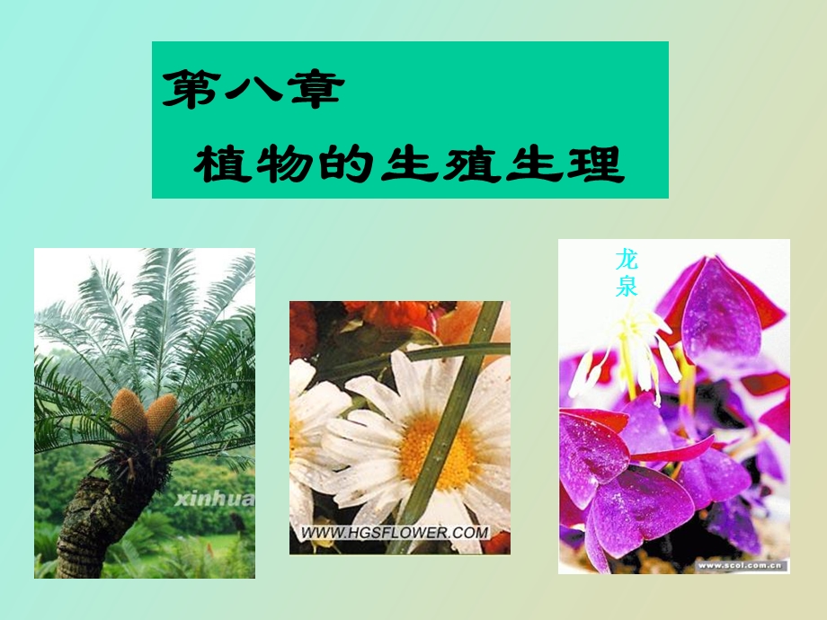 植物生理学之成花.ppt_第2页