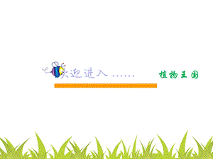 幼儿园讲课植物课件.ppt