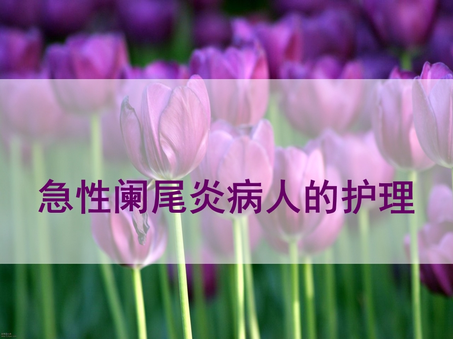 急性阑尾炎病人的护理-专.ppt_第1页