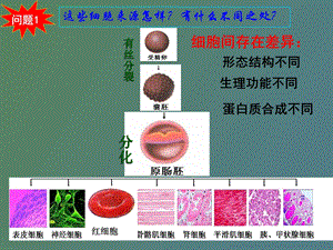 植物细胞分化的观察.ppt