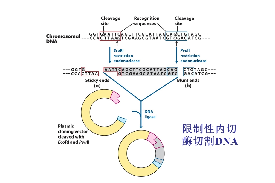 酶切鉴定BamHI and EcoRI.ppt_第3页