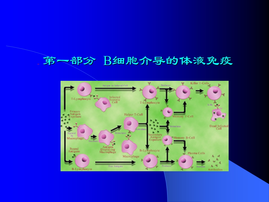 第八章免疫应答.ppt_第2页