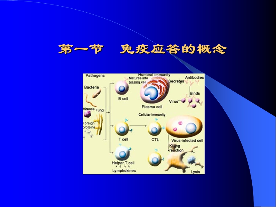 第八章免疫应答.ppt_第3页