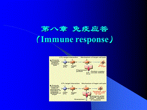 第八章免疫应答.ppt