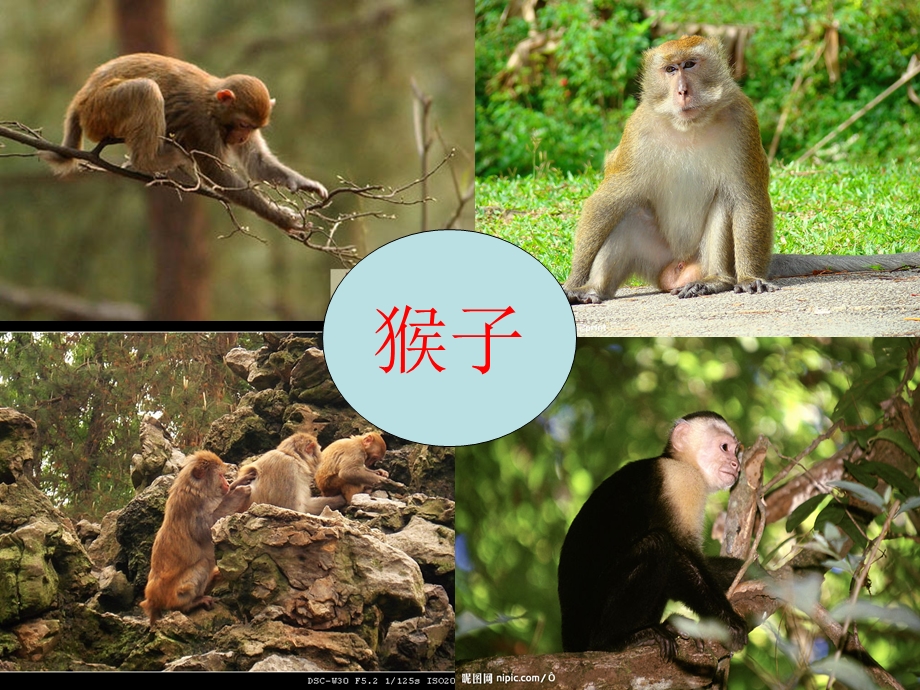 幼儿园中班语言《小猴卖圈“O”》PPT课件.ppt_第2页