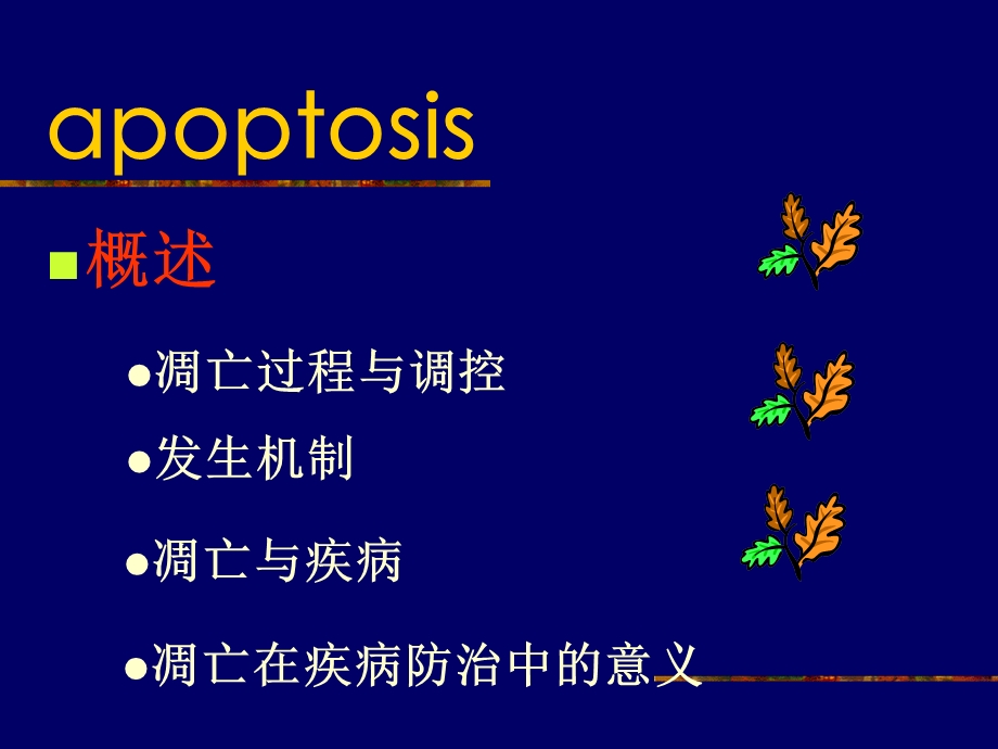 病理生理学12细胞凋亡与疾病.ppt_第2页