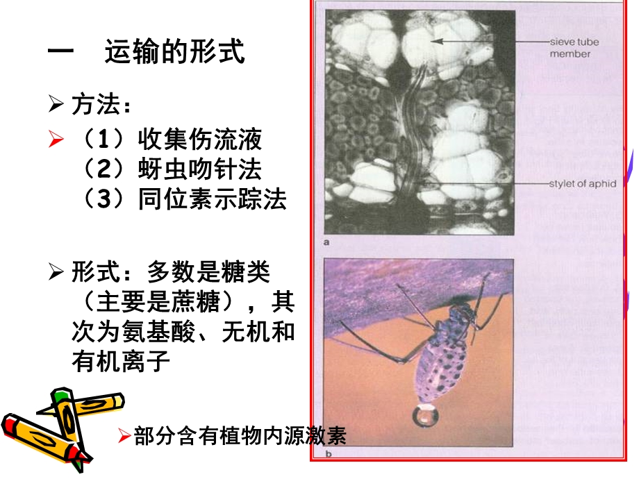 植物体内有机物的运输与分配.ppt_第3页