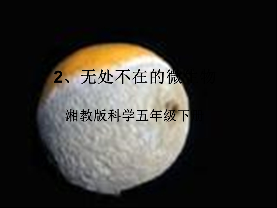 无处不在的微生物.ppt_第1页