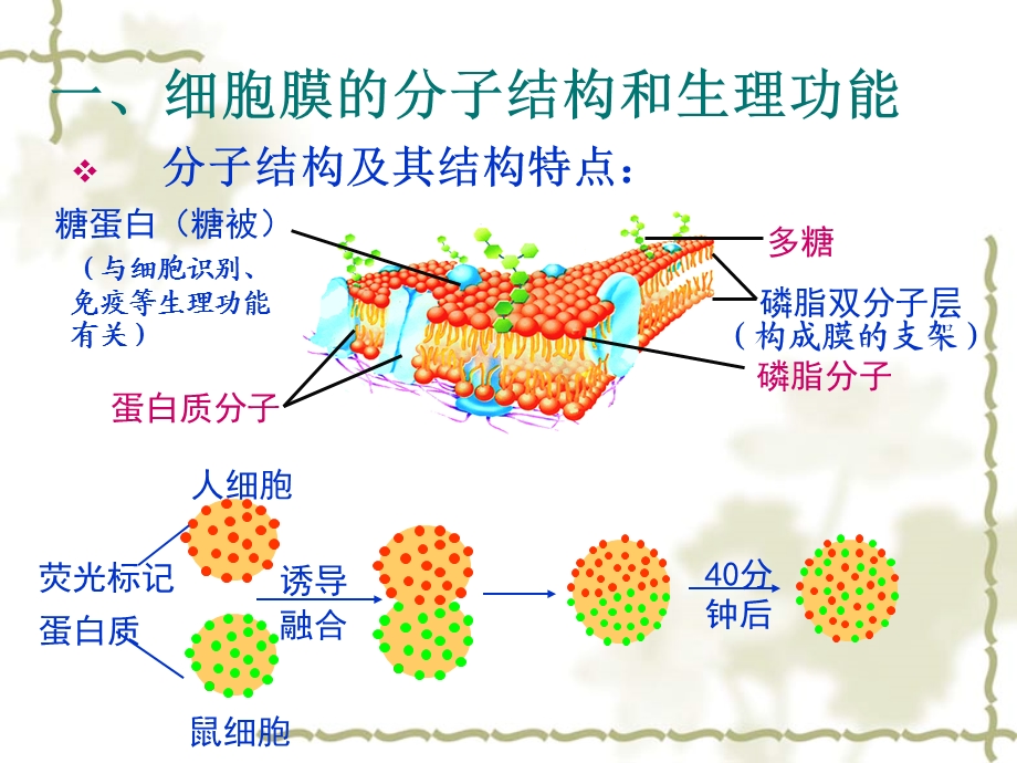 细胞膜ppt课件.ppt_第3页