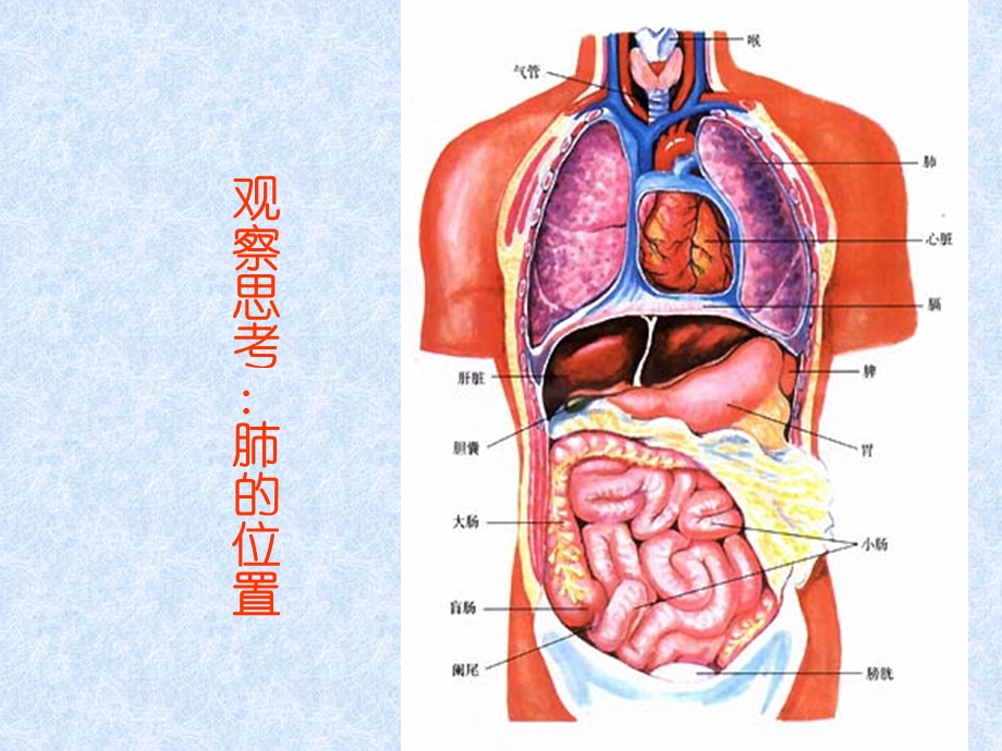 肺常识ppt课件.ppt_第2页