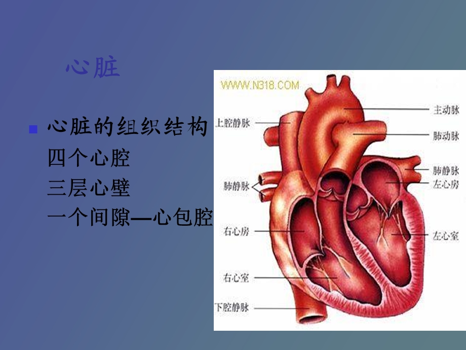 循环系统概述.ppt_第3页