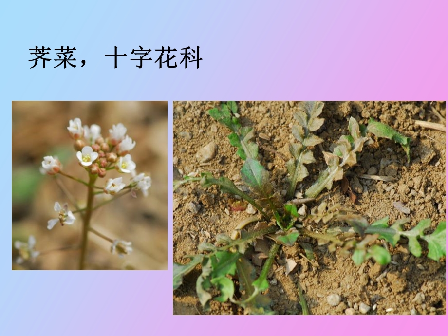 植物大世界许多植物.ppt_第3页