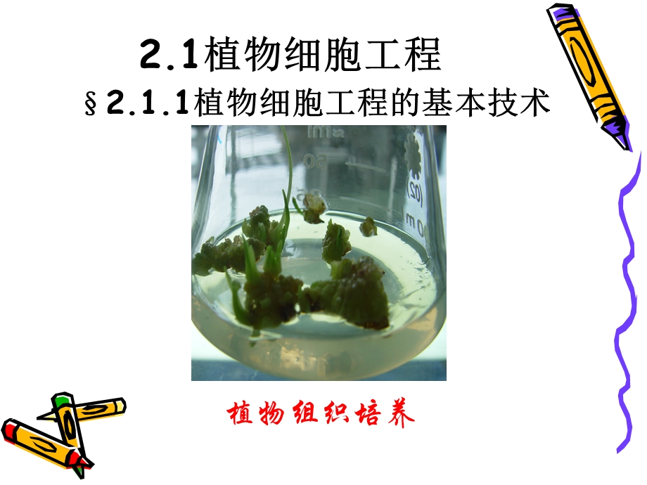 植物细胞工程选修.ppt_第3页