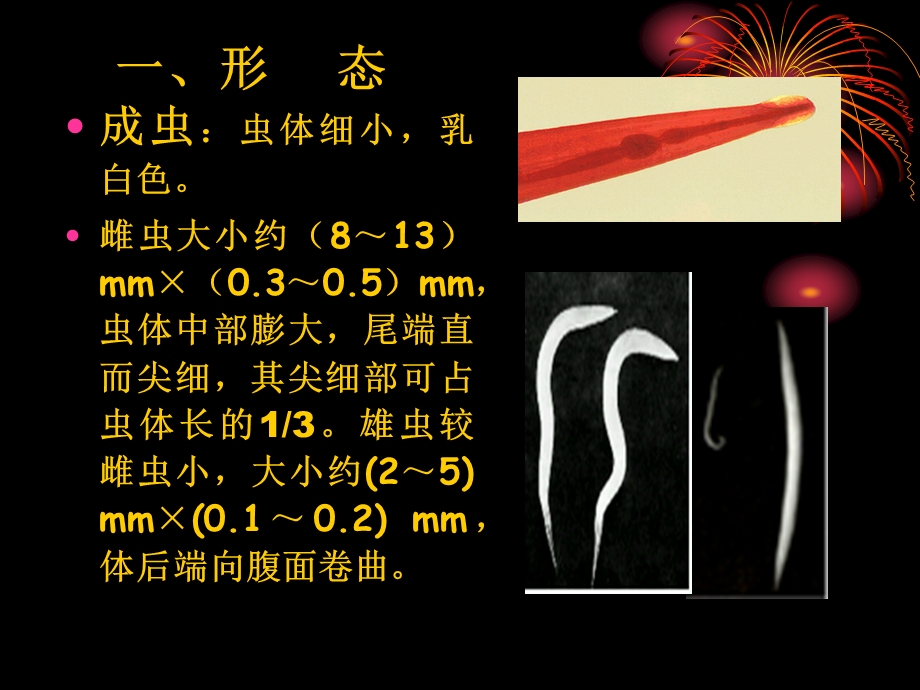 蠕形住肠线虫课件.ppt_第2页