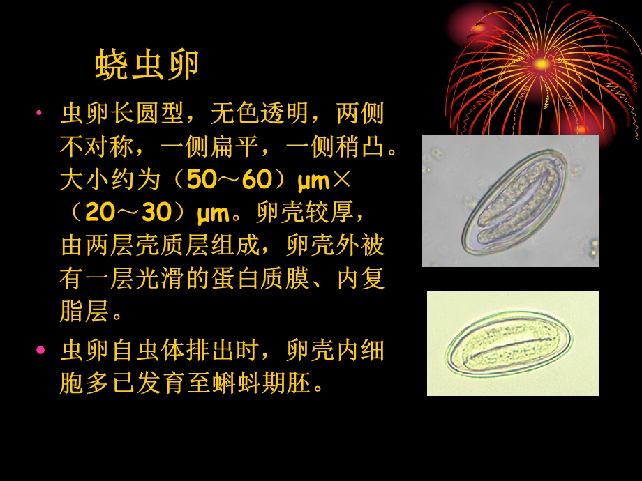 蠕形住肠线虫课件.ppt_第3页