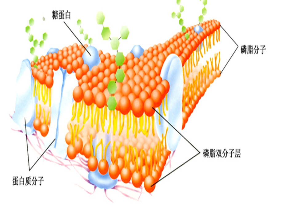 细胞器与胞质溶胶.ppt_第1页