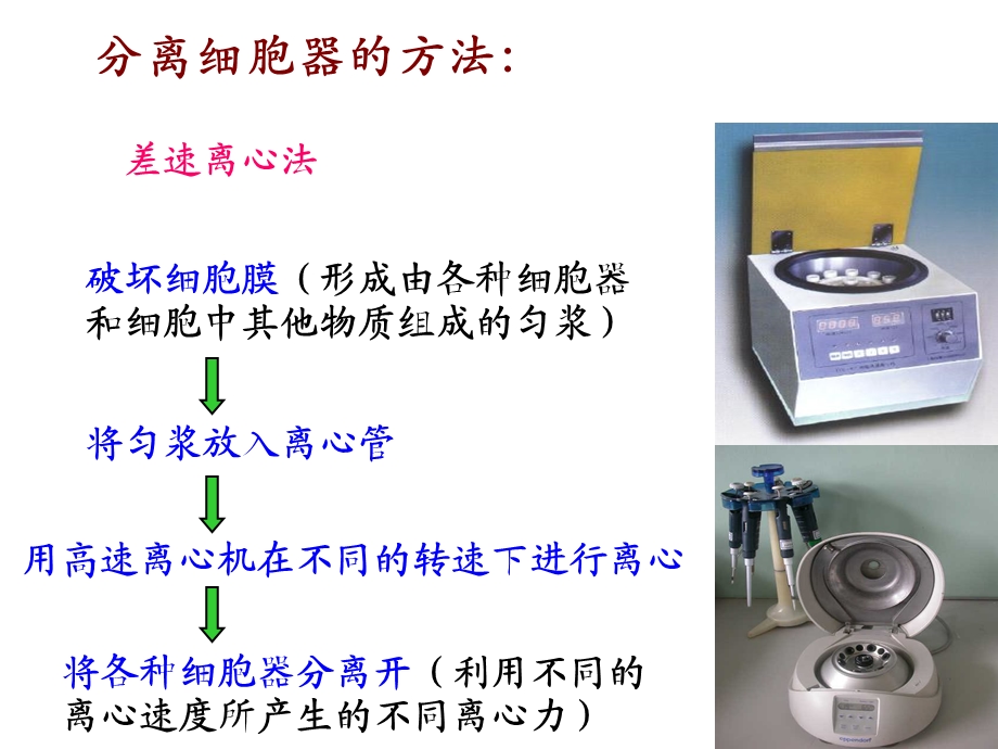 细胞器与胞质溶胶.ppt_第3页