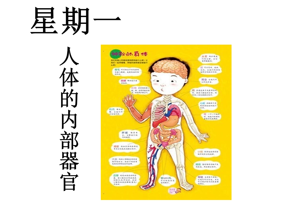 幼儿园主题课：人体的内部器官.ppt_第1页