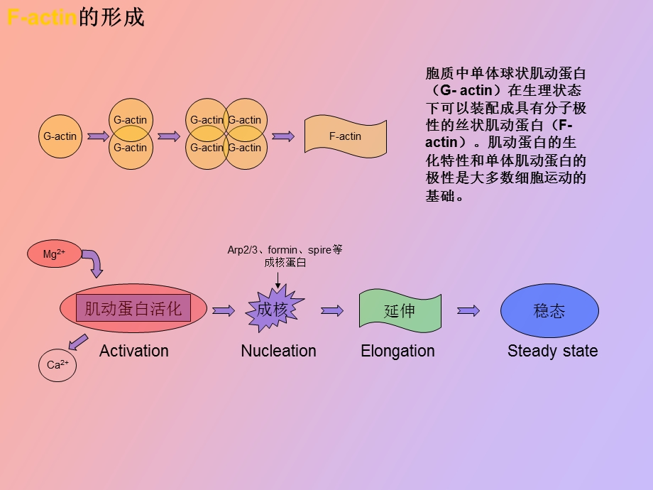 肿瘤细胞迁移中的信号通路.ppt_第3页