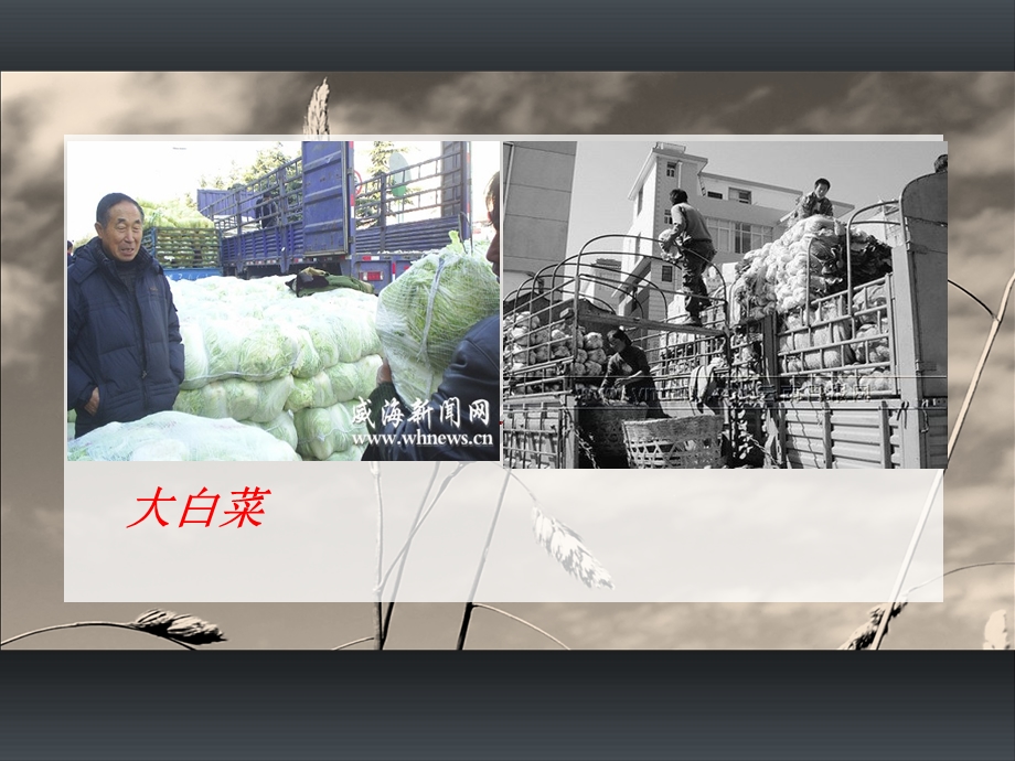 大白菜运输方案.ppt_第3页