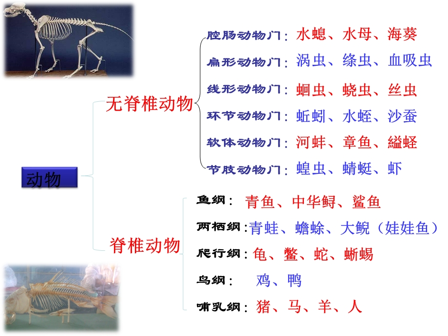 (新人教版)第五单元第一章第四节鱼PPT.ppt_第2页