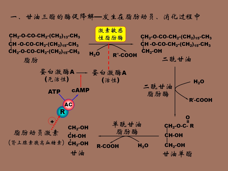 脂类物质代谢.ppt_第3页