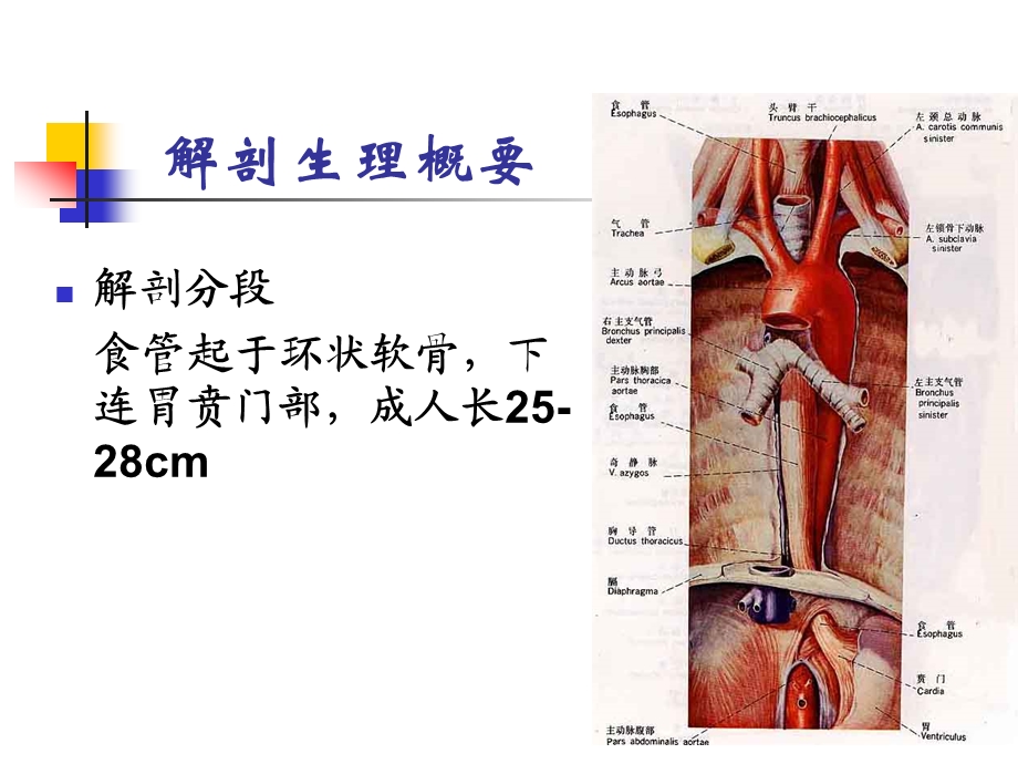 食管疾病病人的护理.ppt_第3页