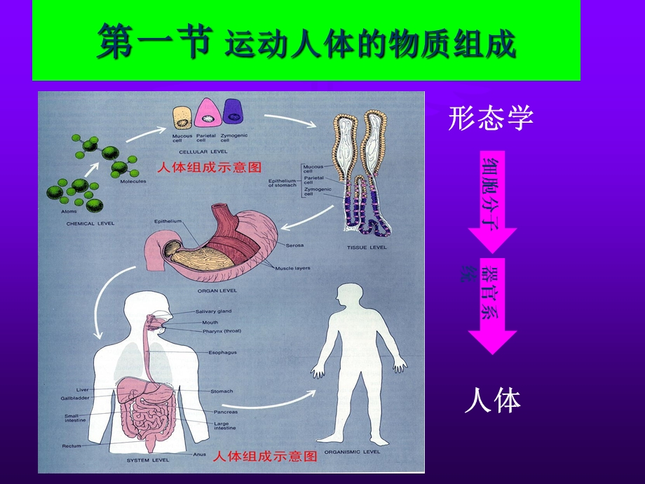 物质代谢与运动概述.ppt_第3页