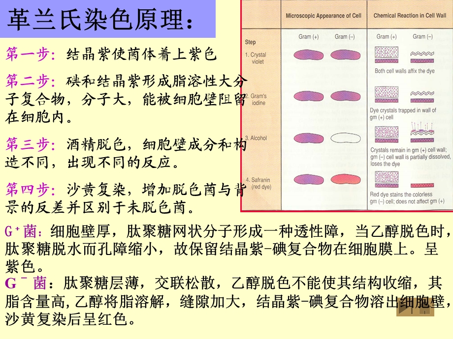 当乙醇脱色时肽聚糖脱水而孔障缩小故保留结晶紫碘.ppt_第1页