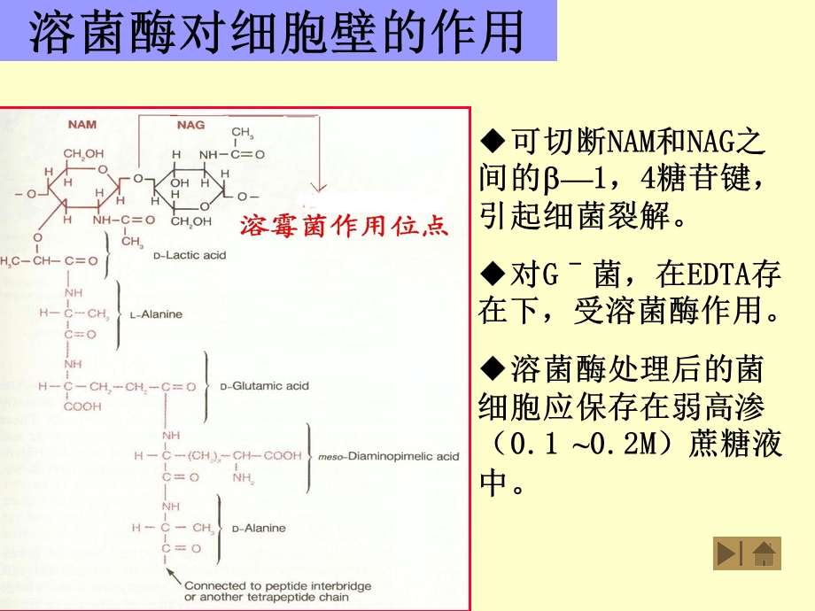 当乙醇脱色时肽聚糖脱水而孔障缩小故保留结晶紫碘.ppt_第2页