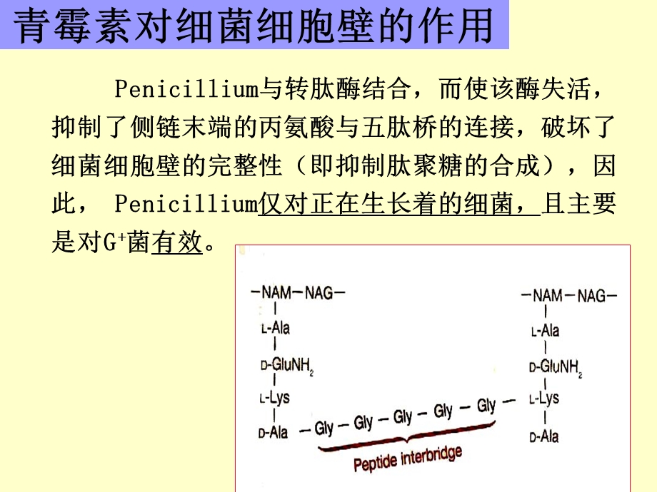 当乙醇脱色时肽聚糖脱水而孔障缩小故保留结晶紫碘.ppt_第3页