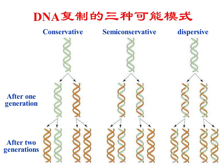 生物化学第34章DNA的复制和修复.ppt_第3页