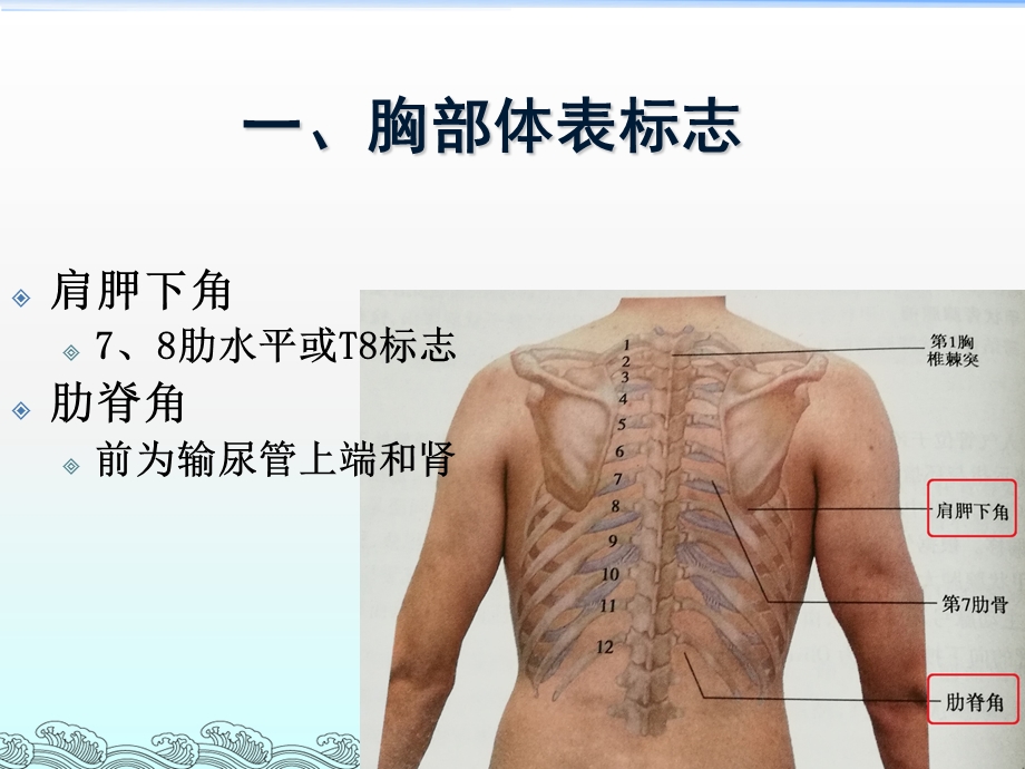 胸部体格检查-整理版.ppt_第3页