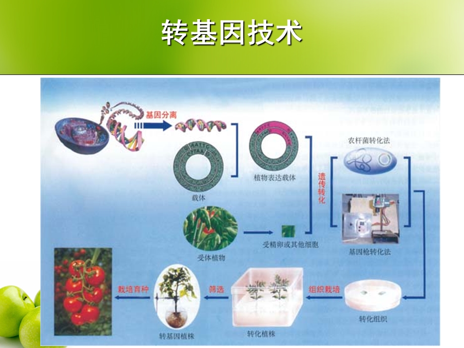 现代生物技术在育种上应.ppt_第2页