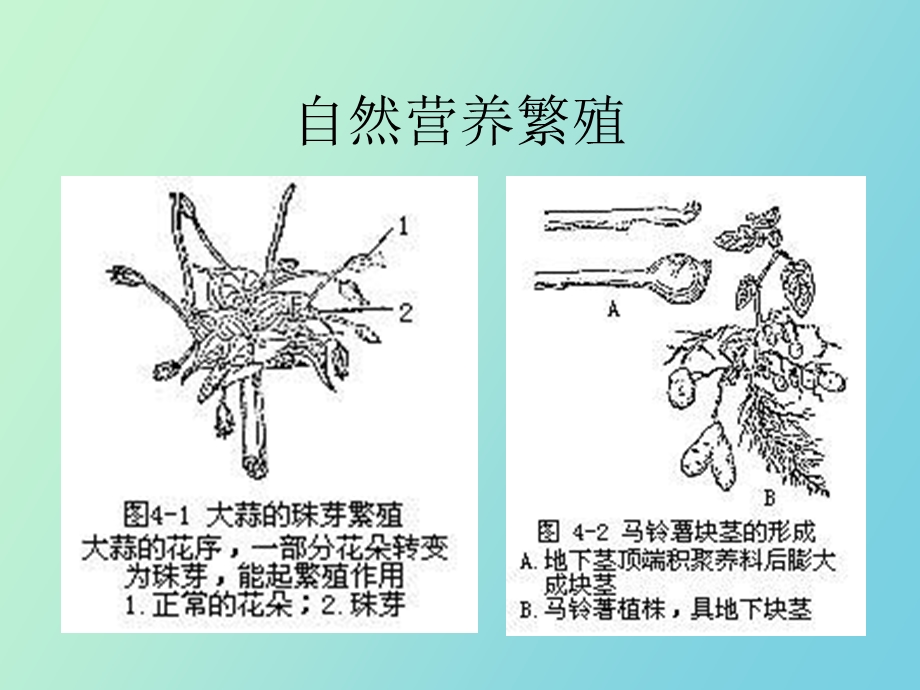 种子植物的繁殖.ppt_第3页