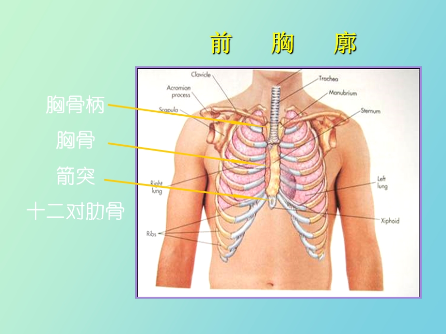 胸部的体格检查.ppt_第3页