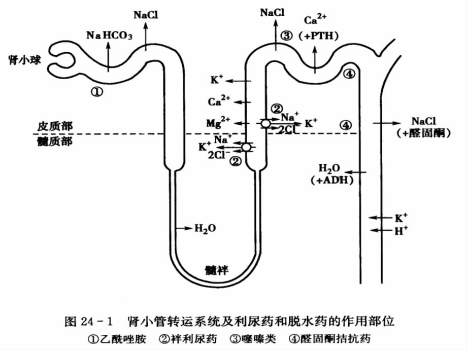 药理学利尿药.ppt_第3页