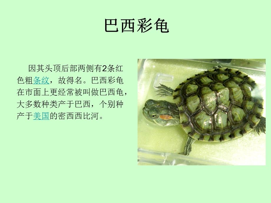 生活中常见的乌龟.ppt_第2页