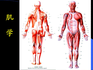 肌总论、躯干肌、头颈肌.ppt