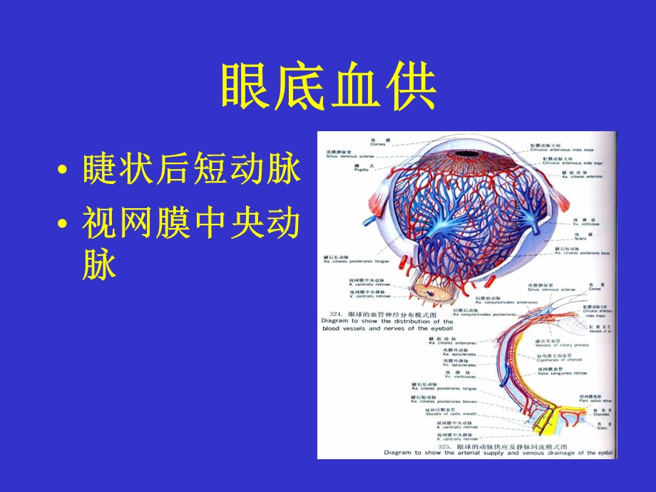 眼底血管荧光造影-PPT文档.ppt_第3页