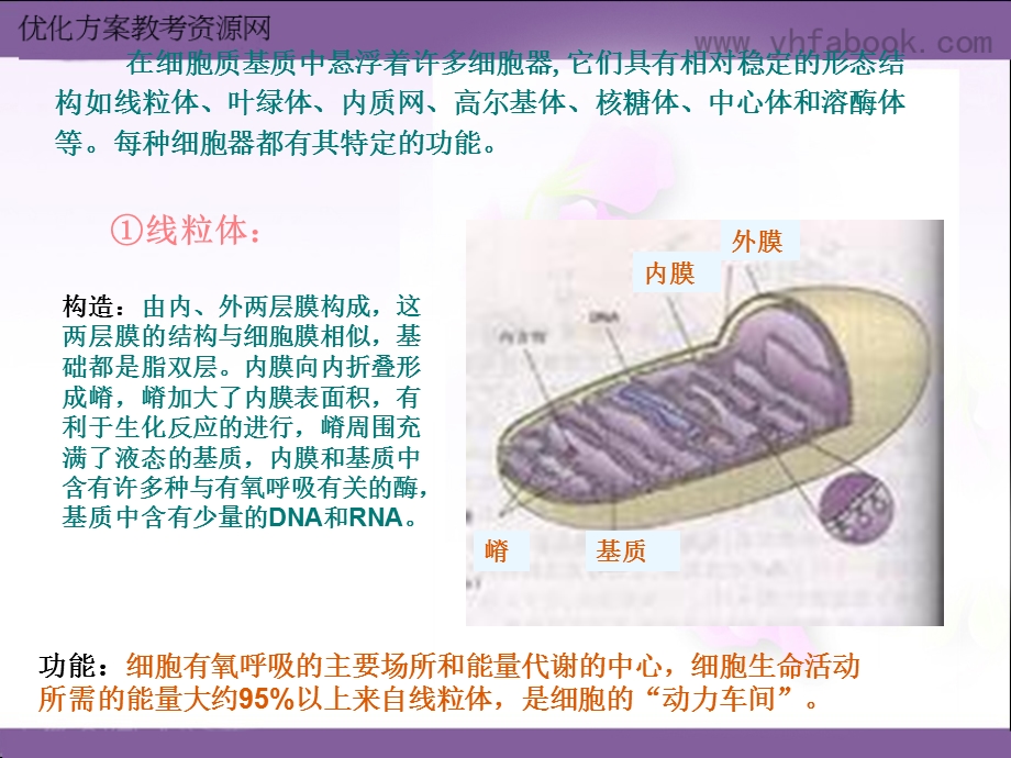 细胞器的结构与功能.ppt_第2页