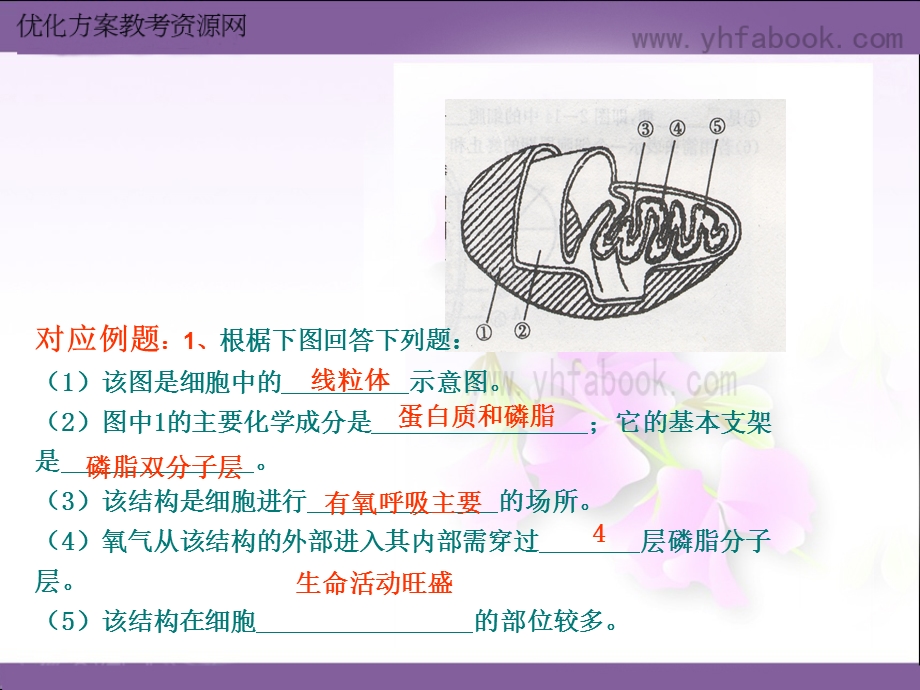 细胞器的结构与功能.ppt_第3页