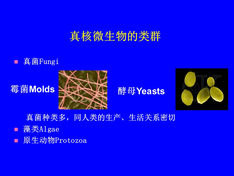 真核微生物微生物学.ppt_第2页