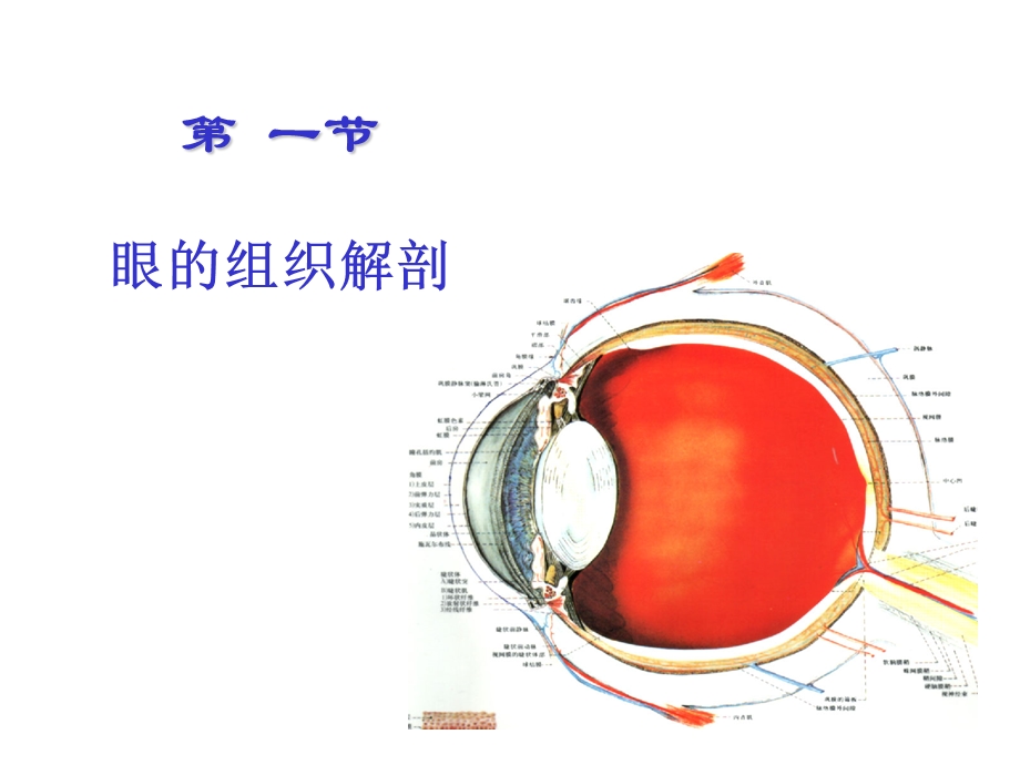 眼科学基础(本科).ppt_第3页