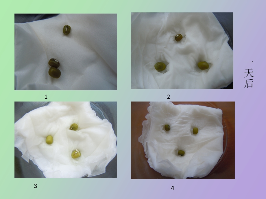 种子发芽实验记录.ppt_第2页